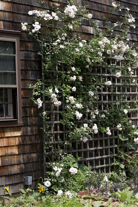 White Roses On Trellis Stock Image Image Of White Roses 57715533