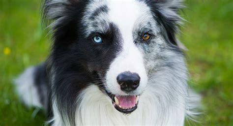Dogs With Different Colored Eyes Heterochromia In Dogs