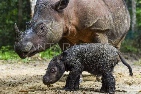 Kelahiran Badak Sumatera Di Suaka Rhino Sumatera Tnwk Antara Foto