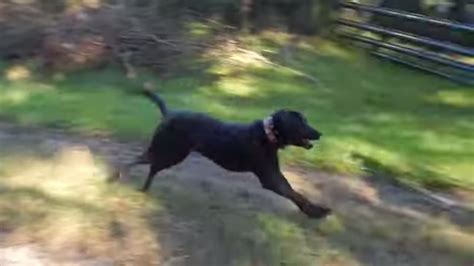 How To Use E Collar Obedience Trained Retrieves Fast Off Leash Recalls