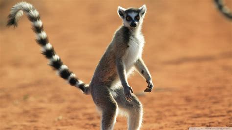 Download Standing Ring Tailed Lemur Berenty Reserve Madagascar ...