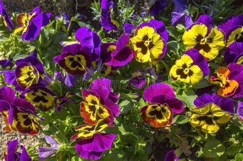 Pansy Purple Flowers Stock Image Image Of Summer Plant 90852689