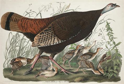 wild turkey or great american cock from birds of america 1827 by john james audubon 1785