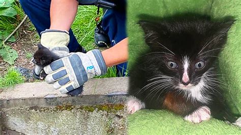 stray kitten trapped in storm drain called for help for days youtube