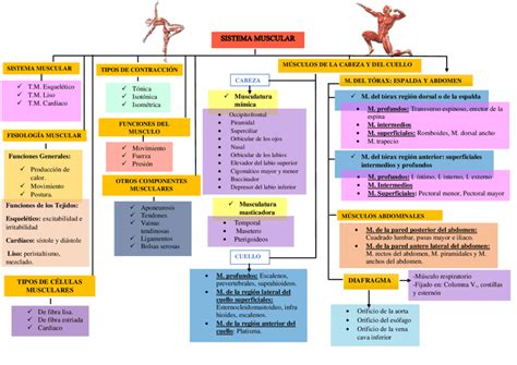 Cuadros Sin Pticos Sobre El Sistema Muscular Cuadro Comparativo 104328