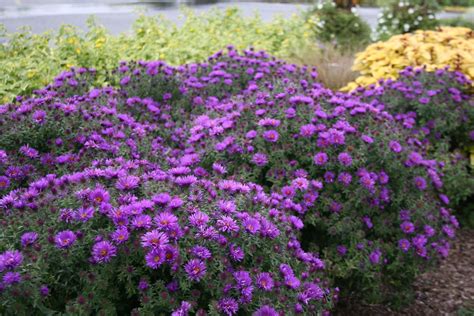 New England Aster Purple Dome Plant Profile Sylvan Gardens