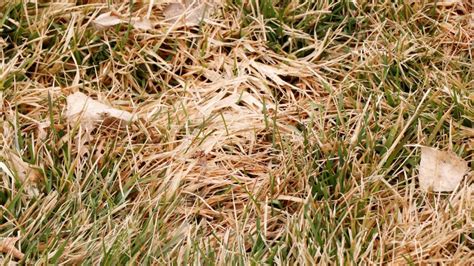 How to prevent snow mold in utah lawns