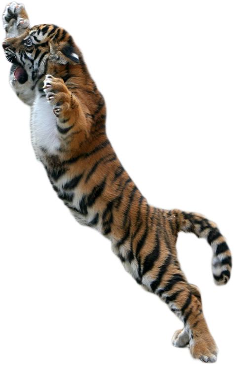 Tiger Png Transparent Images 37 Pics Free Transparent