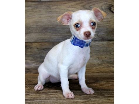 Maybe you would like to learn more about one of these? Chihuahua-DOG-Female-White / Cream-2833188-Petland ...