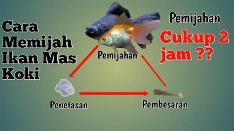 CARA MENGAWINKAN MEMIJAH IKAN MAS KOKI YouTube