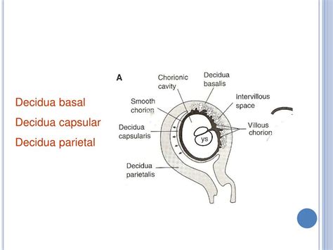 Ppt La Placenta Y Las Membranas Fetal Powerpoint Presentation Free