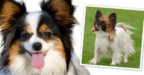 Papillon Dog Breed Profile Your Dog