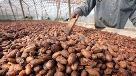 Côte Divoire Ghana Cocoa Farmers Demand Higher Price For Comodity African Leadership Magazine