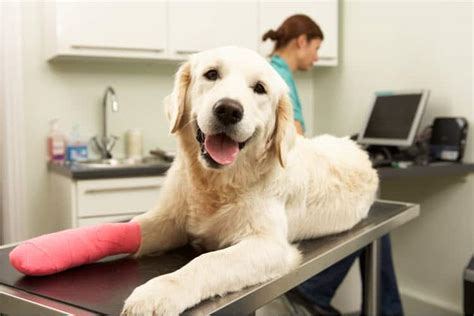 How does dog insurance work? Pet Insurance 101: How to Pick the Right Plan - Pet Life Today