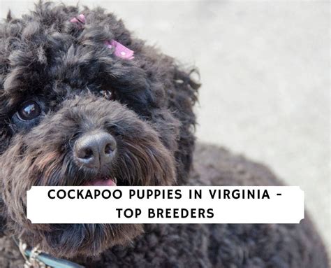 They are great around children and would make a great addition to any family. Cockapoo Puppies in Virginia - Top 4 Breeders (2021) We ...
