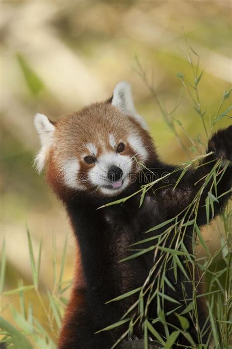 Red Panda Ailurus Fulgens Adult Eating Bamboo S Leaves Stock Image
