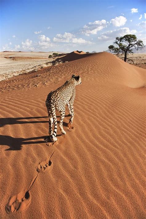 18 Best Sahara Desert Images On Pinterest Desert Animals