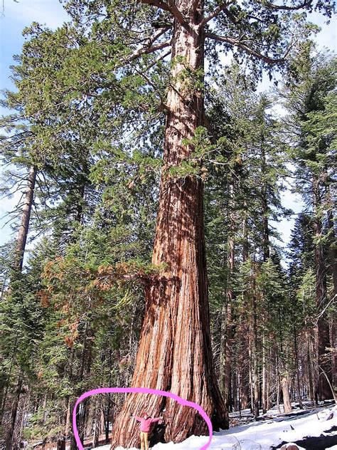 40 giant sequoia sequoiadendron giganteum sierra redwood tree seeds flat ship