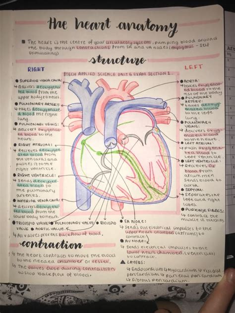 The Heart Anatomy Fact Page Simple And Easy Reading Nurse Study