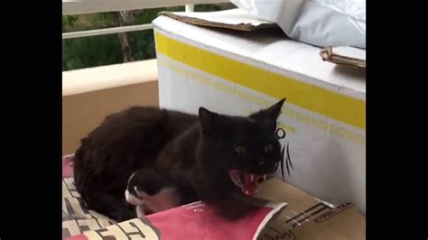 The set of deer, swan, and fox are included in this set. mother cat is attacking to protect her kitten - YouTube