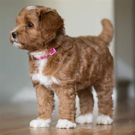 First generations mini goldendoodles tend to have a relaxed wavy coat of fur that are considered low to no shedders, making it an ideal family dog. Adorable labradoodle puppy from Spring Creek Labradoodles ...
