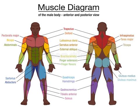 The muscles of your body which you can work out can broadly be divided into two categories in the upper body muscles you have shoulder (deltoids and traps), back (lats, middle back and lower back). Human Body Muscles Names / Each type of muscle tissue in ...