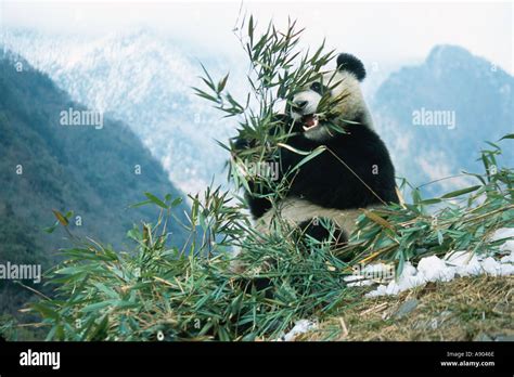 Giant Panda Eats Bamboo Wolong Valley Covered With Snow Wolong Panda