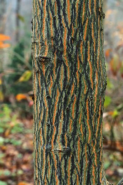 Tree Bark Offers Color Texture And Pattern Garden Design