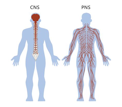 Nervous System Diagram Nervous System Graph Diagram The Peripheral