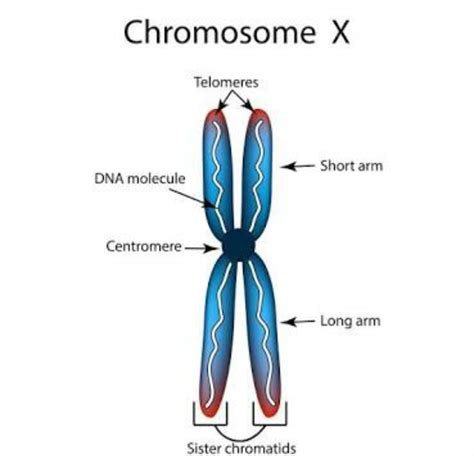 3 With Help Of A Neat Labelled Diagram Describe Structure Of Chromosome