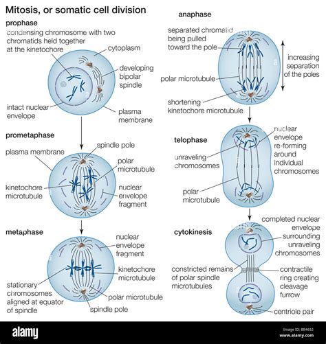 Mitosis Stages In Animal Cells