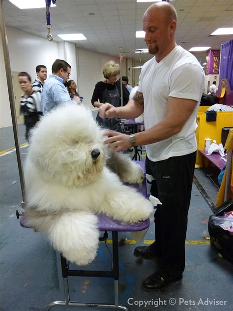 2013 Westminster Kennel Club Dog Show Old English Sheepdo Flickr