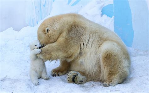 Fondos De Pantalla Animales Fauna Silvestre Osos Polares Zoo