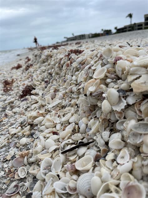 Sanibel Island And 10000 Islands Shelling Trip Southwest Florida