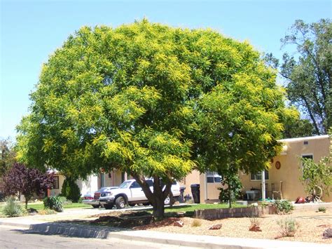 How To Choose The Best Shade Tree For Your Space Step 1