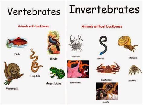 Perbedaan Vertebrata Dan Invertebrata Perbedaan —