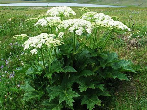 Maybe you would like to learn more about one of these? Борщевик: фото, как лечить ожоги - Плодородье