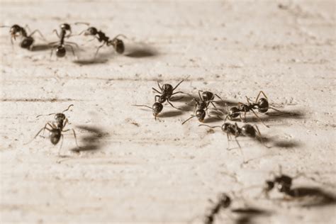 Types Of Ants How To Prevent In Your Home And Property