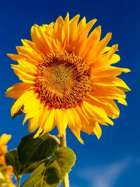 Sunflower Field Free Stock Photo Public Domain Pictures
