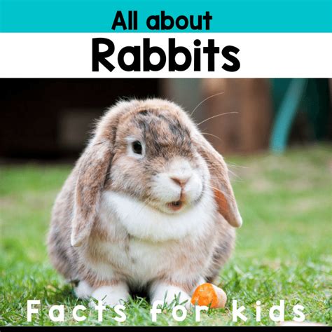 Rabbit Facts For Kids Little Ladoo