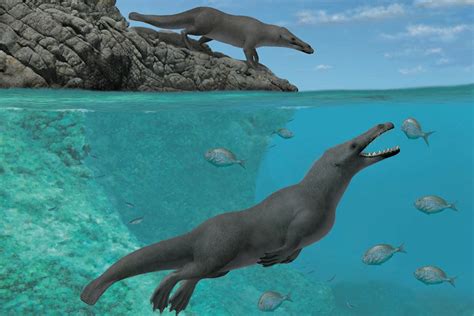 Ancient Four Legged Whales Once Roamed Land And Sea Keele University