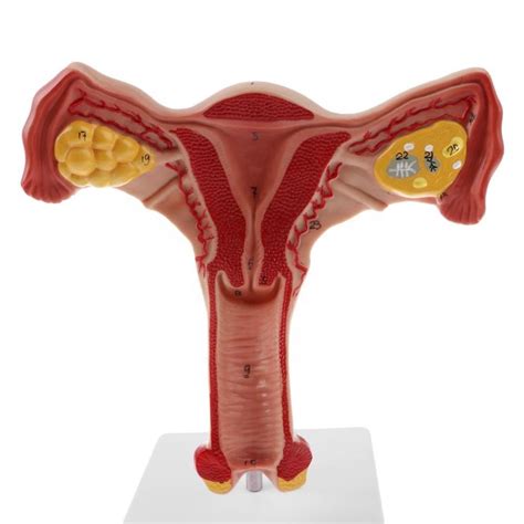 3d Human Anatomy Ovary Uterus Model For Biology China 3d Human Anatomy Ovary Uterus Model And