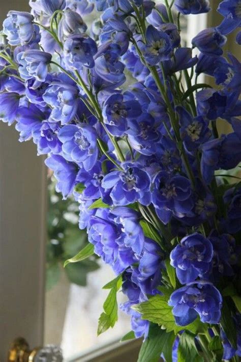 Here at jackson & perkins, we offer a wide selection of perennials for sale. Definitely Delphiniums image by Billie Mumma | Beautiful ...