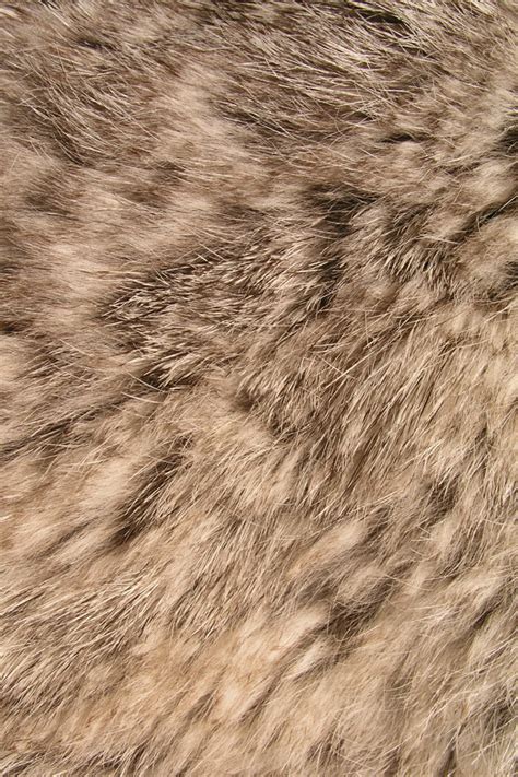 Fur Wallpapers Animal Fur Iphone 4 Wallpaper Leadrisers