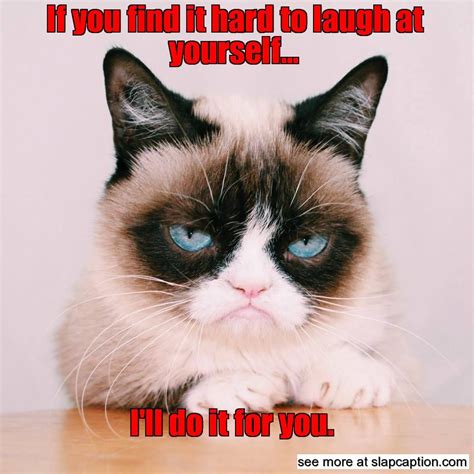 Grumpy Musings Grumpy Cat Quotes Funny Grumpy Cat Memes Funny Cats
