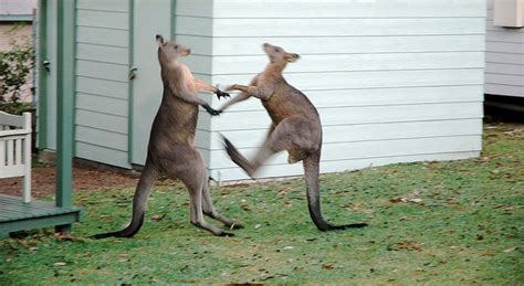 Kangaroo Chokes Out Rival Mma Style Sick Chirpse