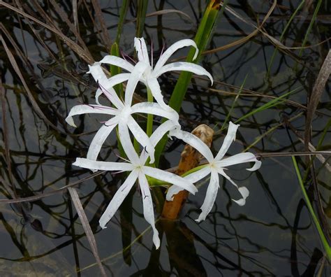 Swamp Lily Swamp Lilies Blooming In The Florida Everglades Kelley
