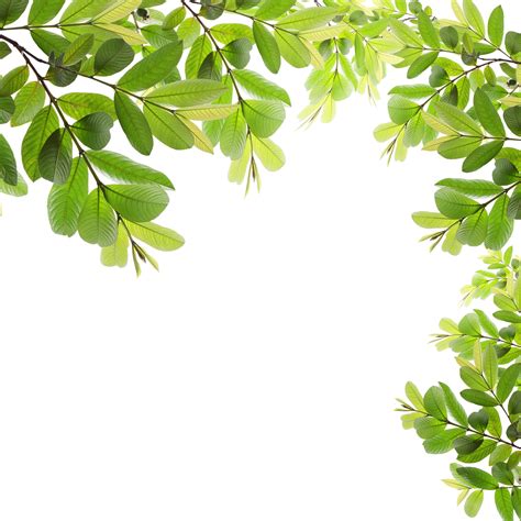 Here you can explore hq leaves border transparent illustrations, icons and clipart with filter setting like size, type, color etc. Free photo: Green Leaves Frame - Decoration, Natural ...