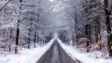 Nature Forest Road With Snow During Winter 4k Hd Nature