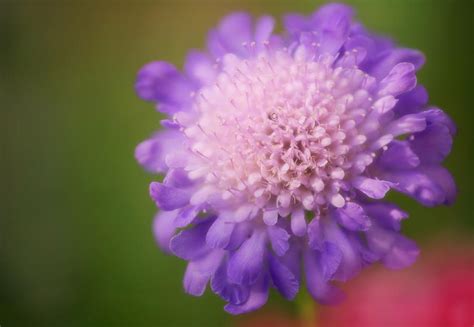 Pincushion Flower Scabiosa Caucasica Photograph By Maria
